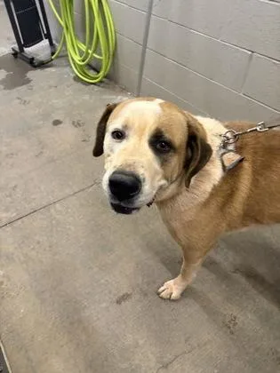 A young extra large-sized male Saint Bernard dog named Anakin for adoption in Seneca, SC