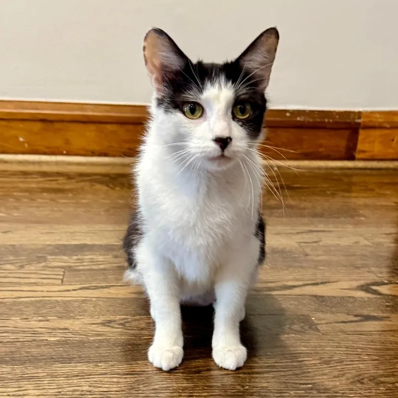 An adult medium-sized female Black Domestic Short Hair cat named Sea for adoption in Chicago, IL