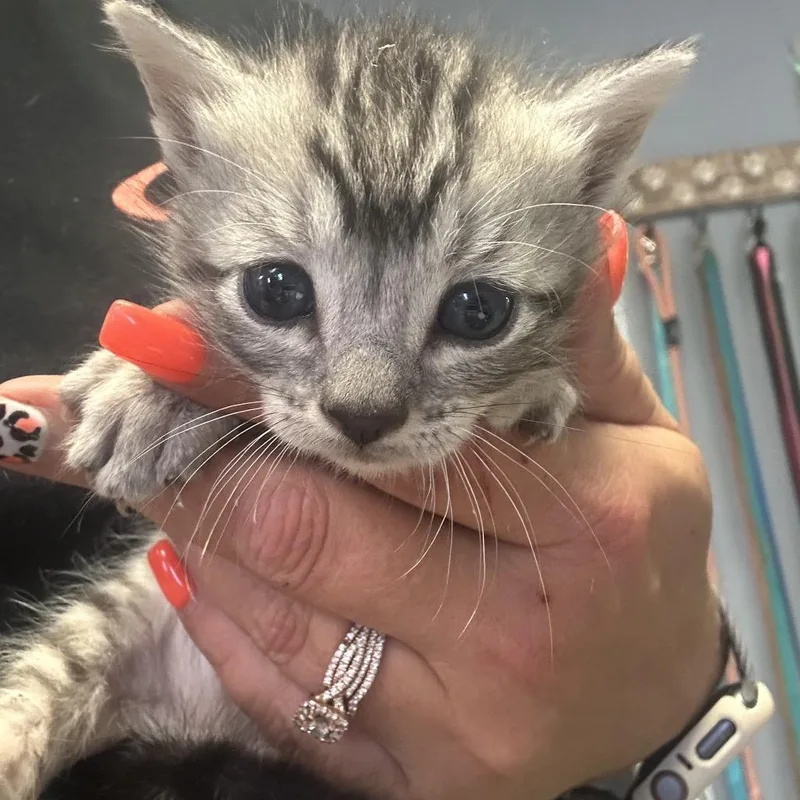 A baby small-sized male Gray / Blue / Silver Domestic Short Hair cat named Leo for adoption in Lake Jackson, TX