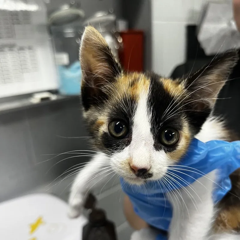 A baby small-sized female Calico Domestic Short Hair cat named Romper for adoption in Summerville, SC