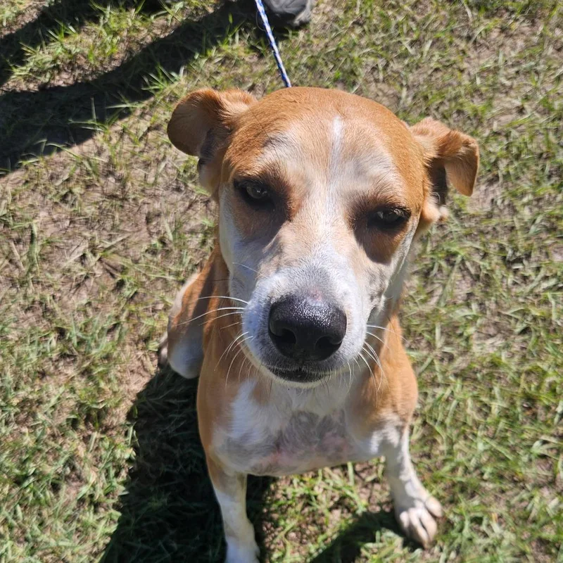 An adult medium-sized male White / Cream Australian Shepherd dog named Otis for adoption in LOXAHATCHEE, FL