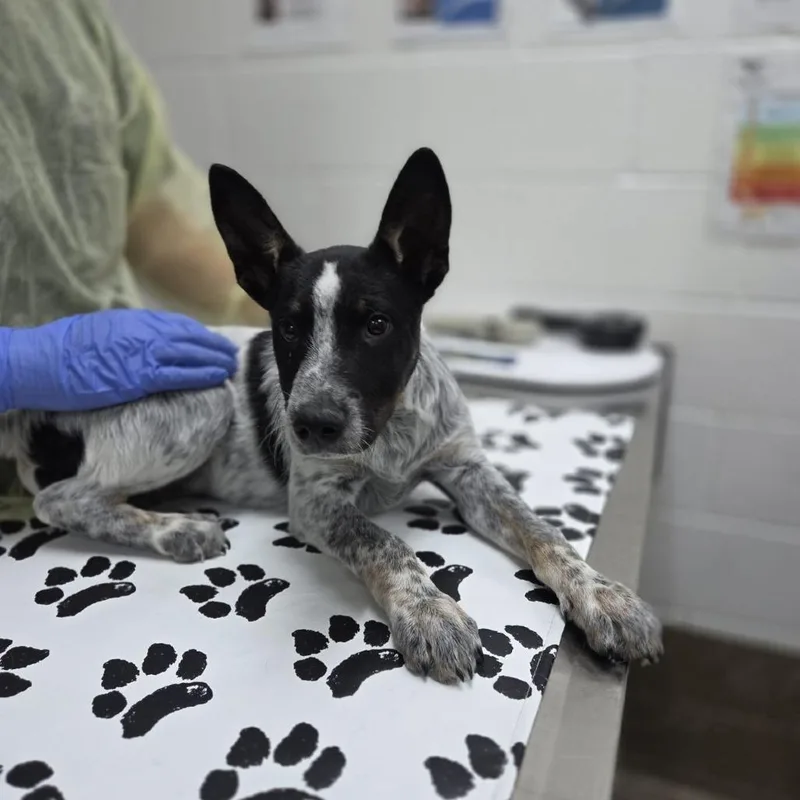 A baby small-sized male Gray / Blue / Silver Australian Cattle Dog / Blue Heeler dog named Buddha for adoption in Incline Village, NV
