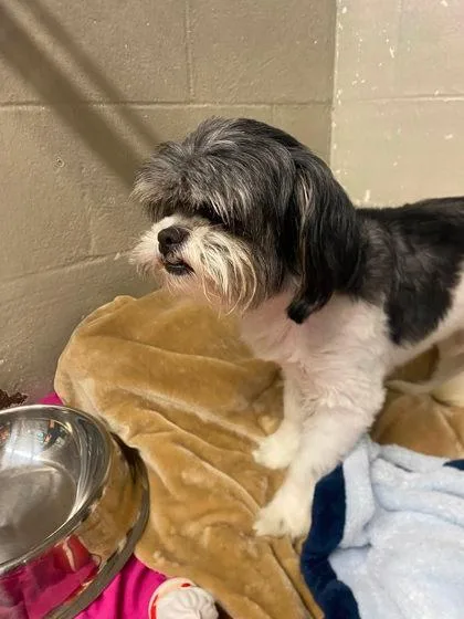 A young small-sized male Shih Tzu dog named Oreo for adoption in Hobart, IN
