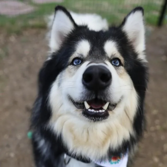 Max