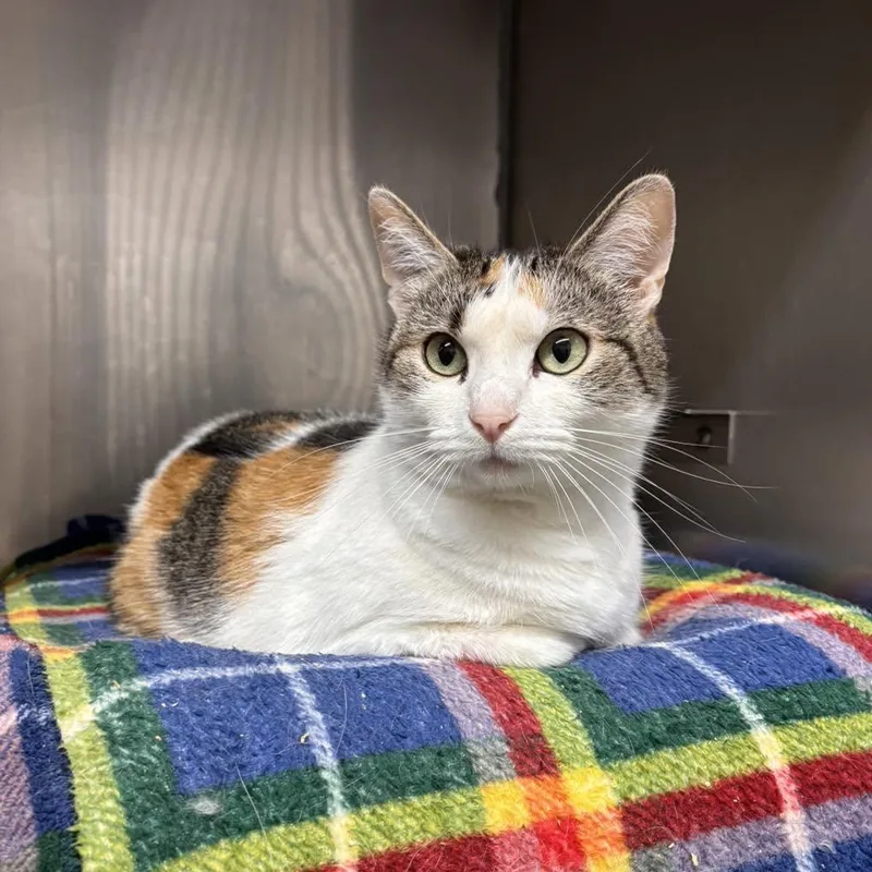 An adult medium-sized female Domestic Short Hair cat named Cali for adoption in Stillwater, OK