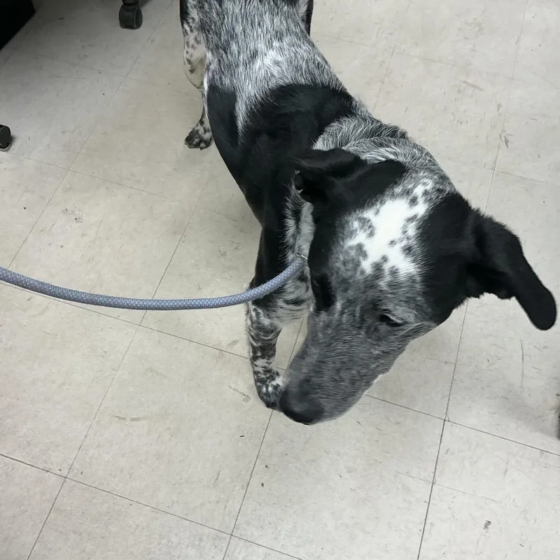 An adult medium-sized male Black Cattle Dog dog named Leo for adoption in St Joseph, MO