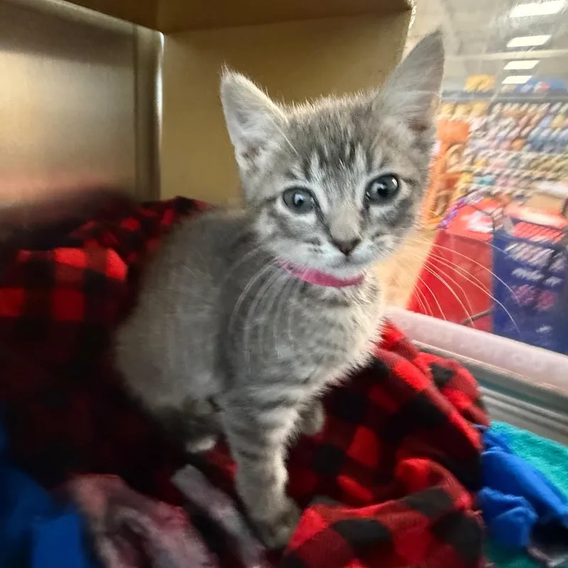 A baby small-sized female Gray / Blue / Silver Domestic Short Hair cat named Penelope for adoption in Saint Louis, MO