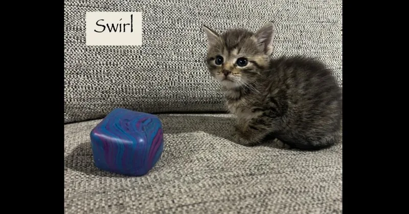 A baby small-sized male Brown / Chocolate Domestic Short Hair cat named Swirl for adoption in Chalfont, PA