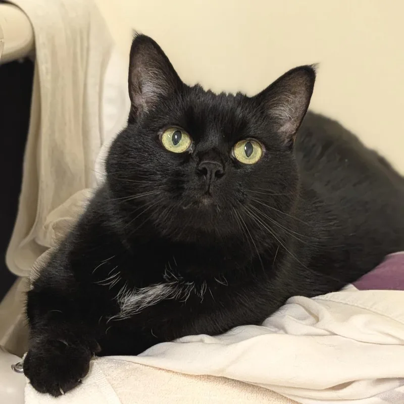 A senior extra large-sized male Domestic Short Hair cat named Angus for adoption in Springfield, MA