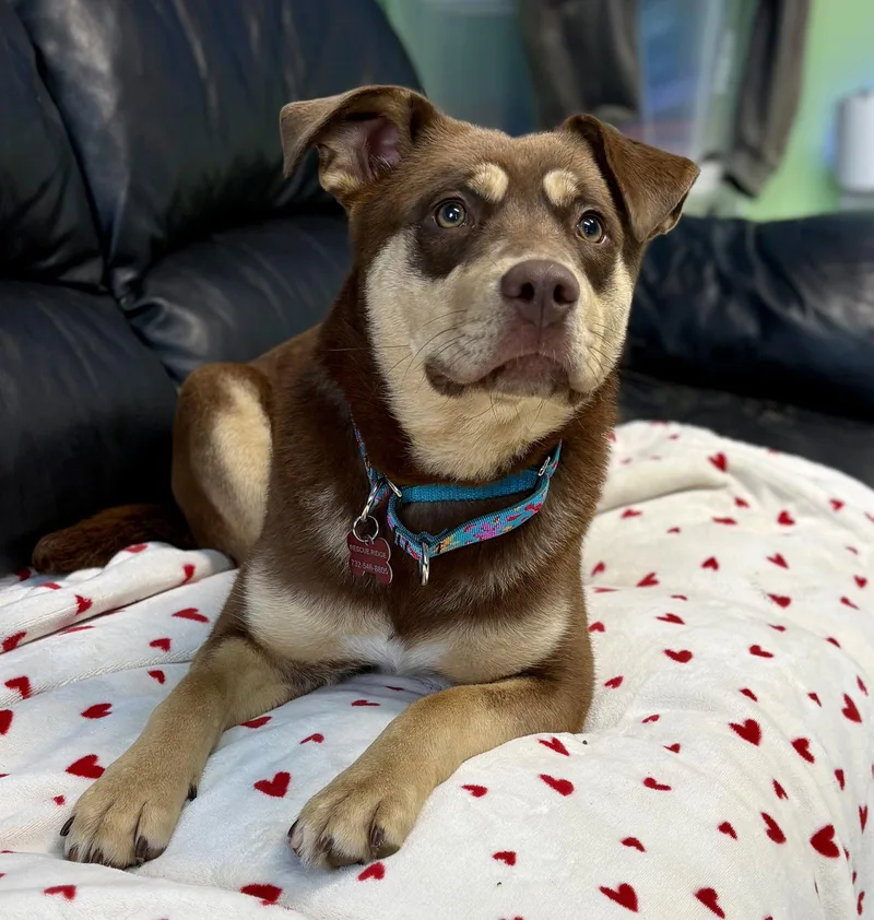 A young medium-sized female Australian Shepherd dog named Poppy for adoption in Spring Lake, NJ