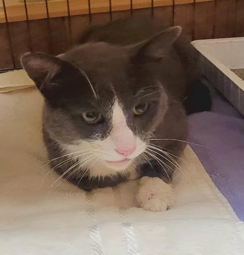 An adult medium-sized male Gray & White Domestic Short Hair cat named Norman for adoption in Tomah, WI