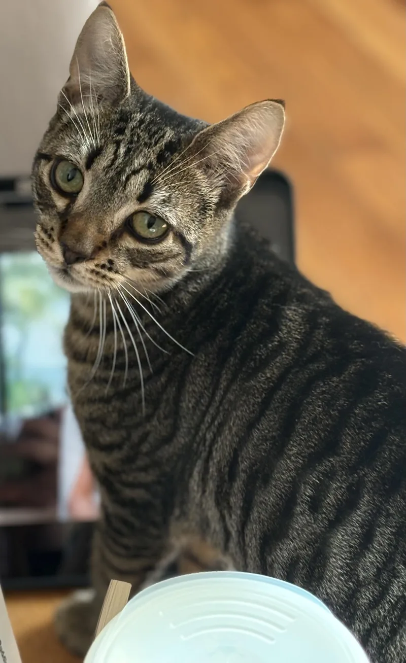 Curly Fry thumbnail 2