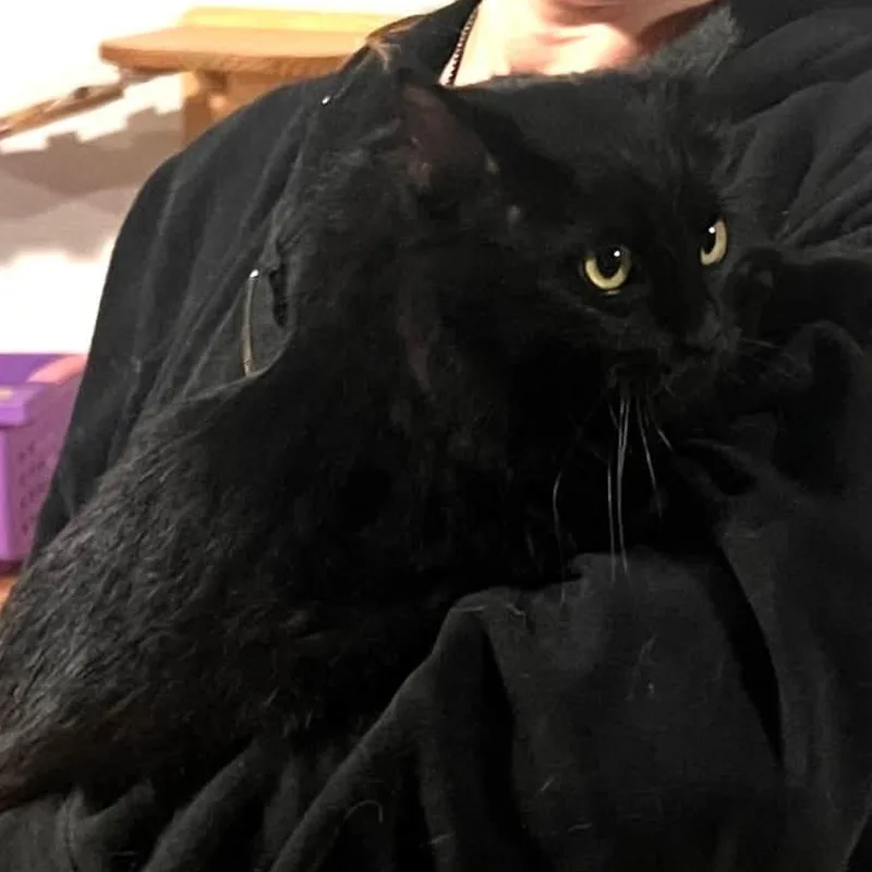 A young medium-sized female Black Domestic Long Hair cat named Laverne for adoption in Cleveland, OH