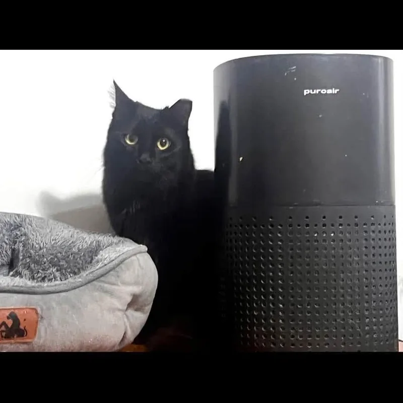 Laverne thumbnail 2