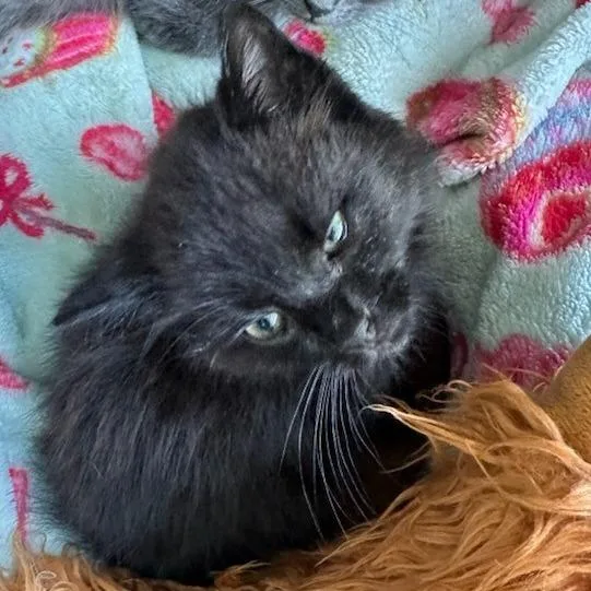 A baby small-sized male Black American Bobtail cat named Onyx for adoption in Melbourne, KY
