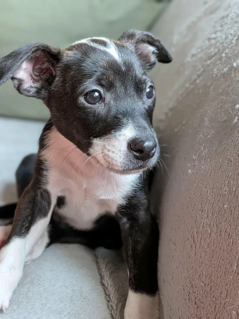 A baby medium-sized female Black Australian Cattle Dog / Blue Heeler dog named Lulu for adoption in Kannapolis, NC
