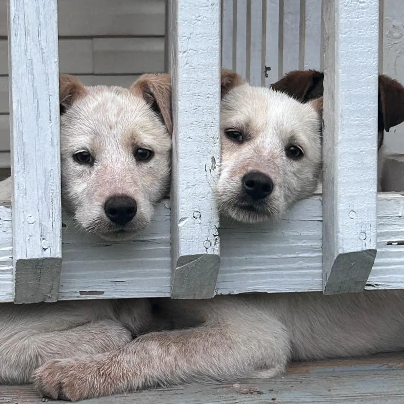 A baby medium-sized female White / Cream Australian Cattle Dog / Blue Heeler dog named Betsy for adoption in Rossville, GA