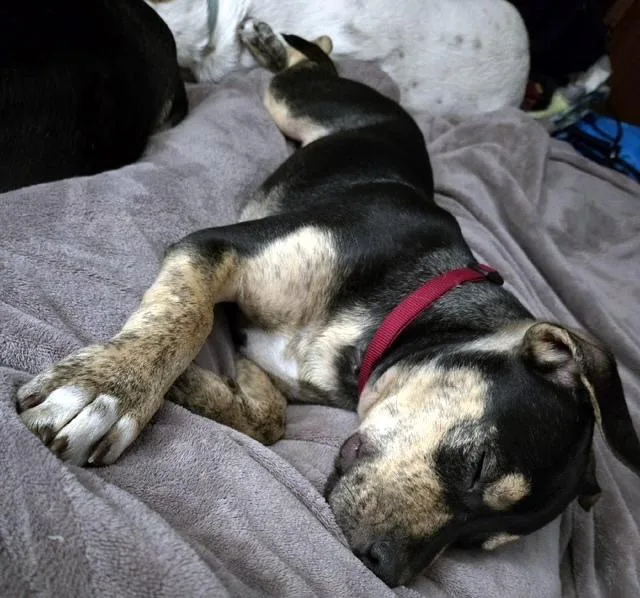 Little Dude   thumbnail 4