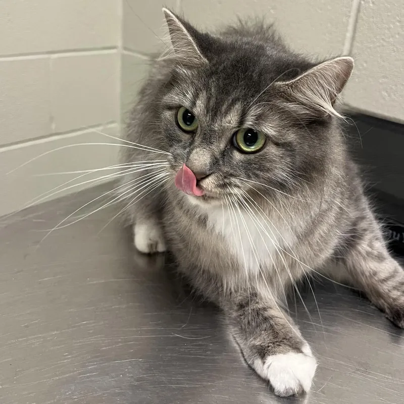 An adult medium-sized female Gray / Blue / Silver Domestic Medium Hair cat named Mika for adoption in Bristol, IN