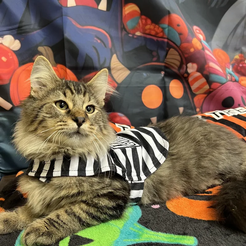 A baby medium-sized male Domestic Long Hair cat named Beetlejuice  NO FEE for adoption in Fairmont, MN