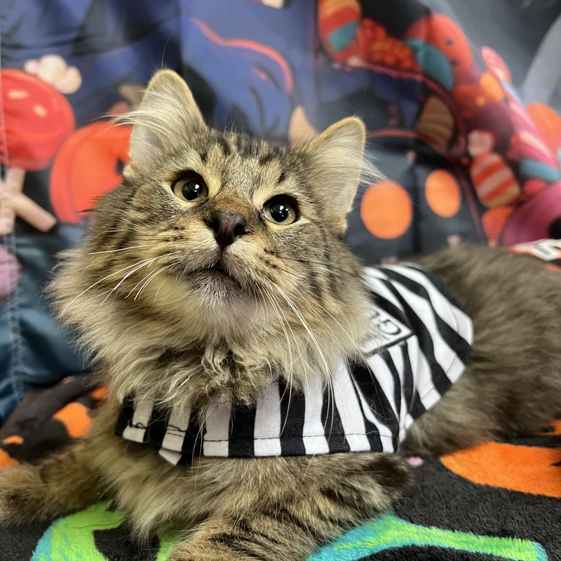 Beetlejuice  NO FEE thumbnail 3