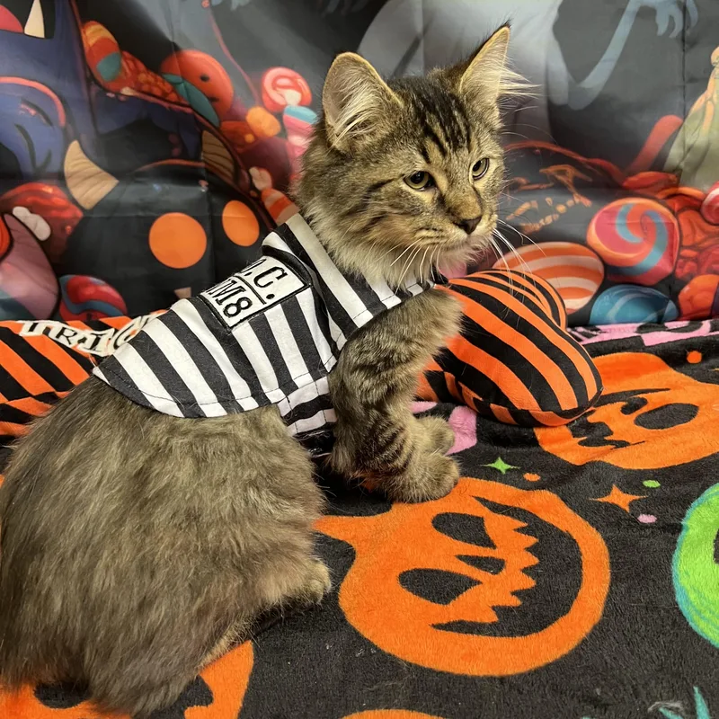 Beetlejuice  NO FEE thumbnail 6