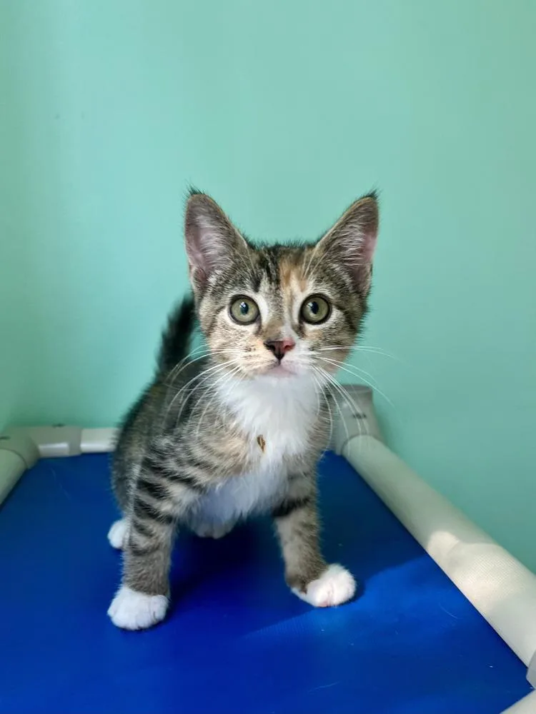 A baby medium-sized female Domestic Short Hair cat named Alakazam for adoption in Emerald Isle, NC