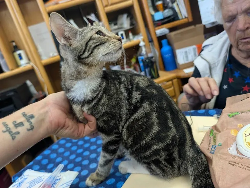 A baby medium-sized female Tabby cat named Doris for adoption in Grand Junction, CO