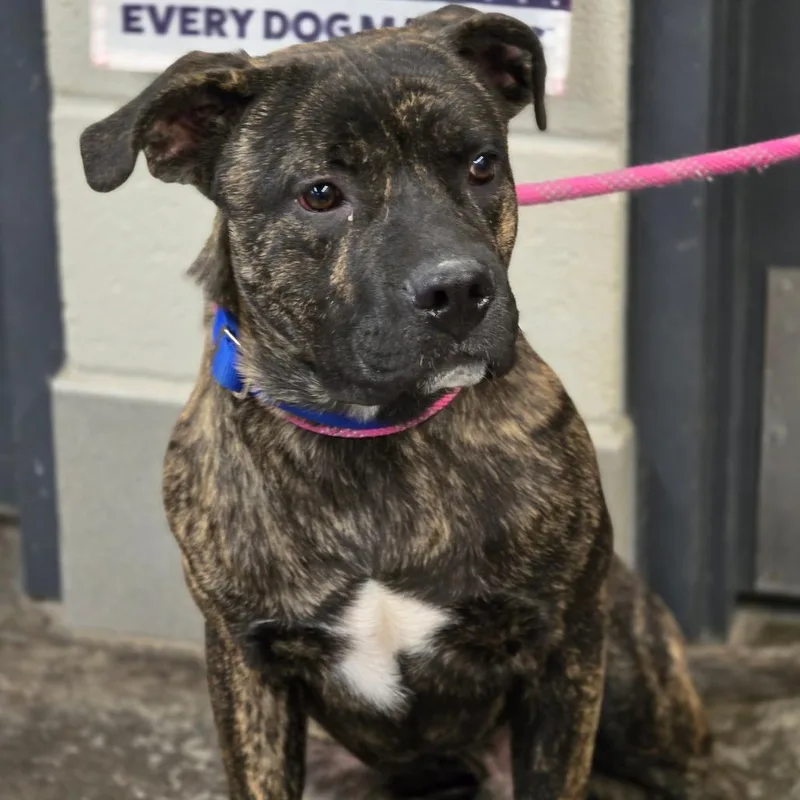 Bruiser
