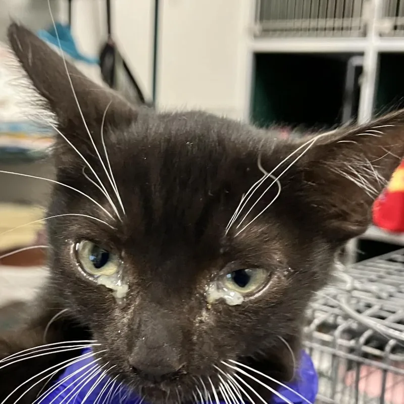 A baby small-sized female Black Domestic Short Hair cat named 111104 for adoption in Las Cruces, NM