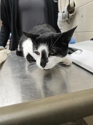 A baby small-sized male Domestic Short Hair cat named Oreo for adoption in Westland, MI