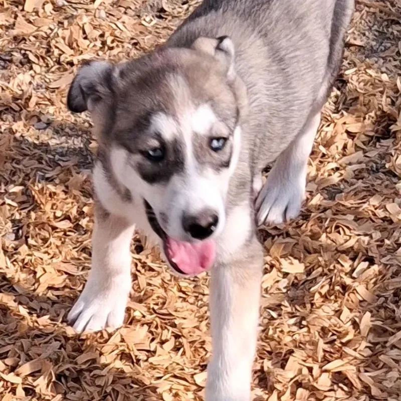 A baby medium-sized female Brown / Chocolate Husky dog named Bella for adoption in Albany, NY