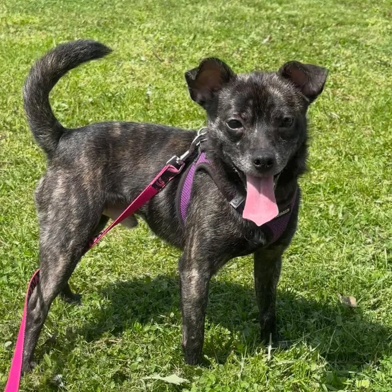 An adult small-sized male Gray / Blue / Silver Chihuahua dog named Yoda for adoption in Franklin, PA