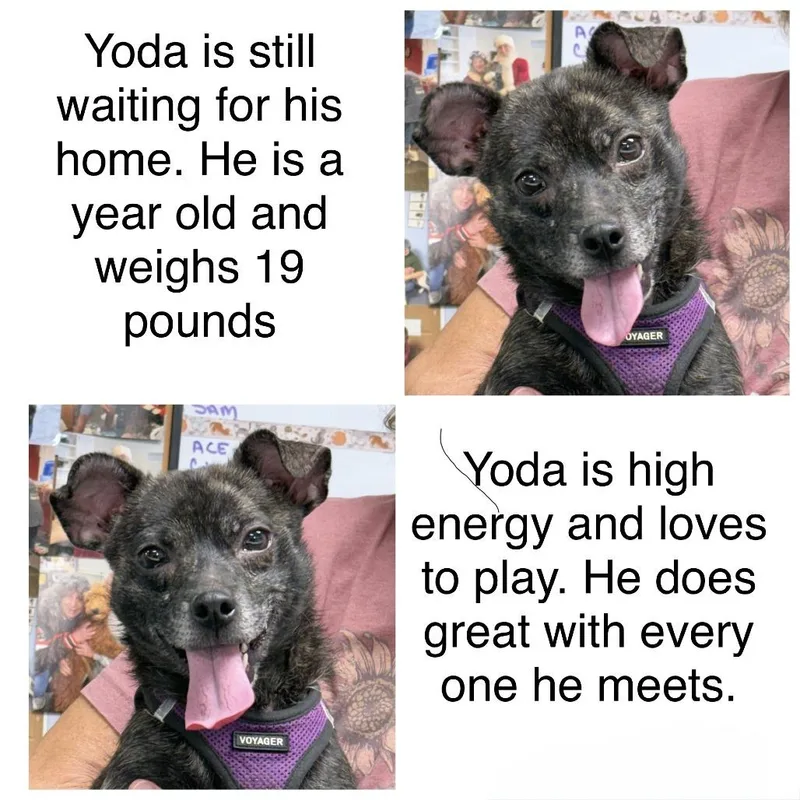 Yoda thumbnail 2