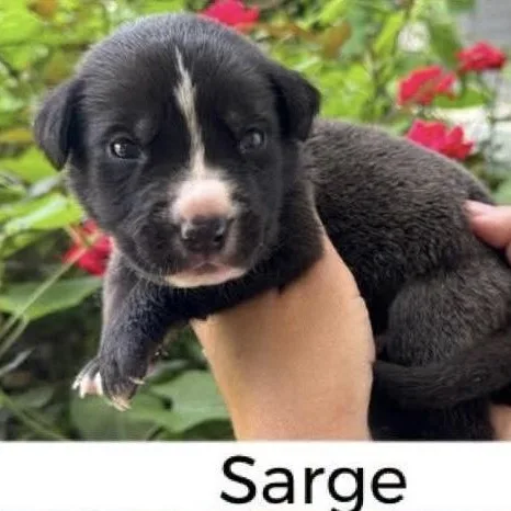 Sarge