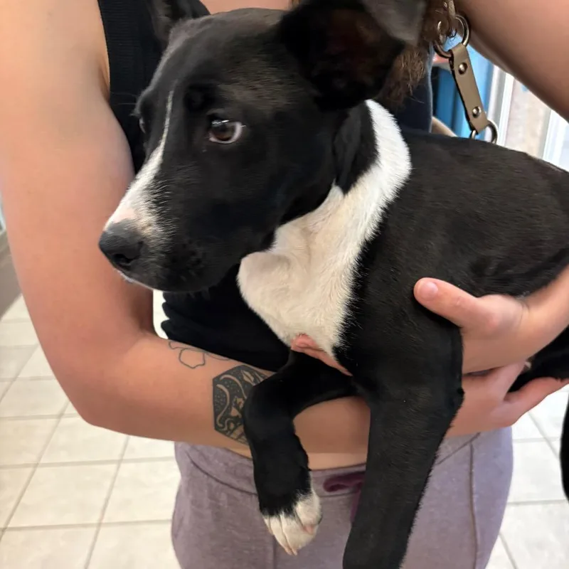 A baby small-sized male Black Mixed Breed dog named Strayveteransparkway for adoption in Columbus, GA