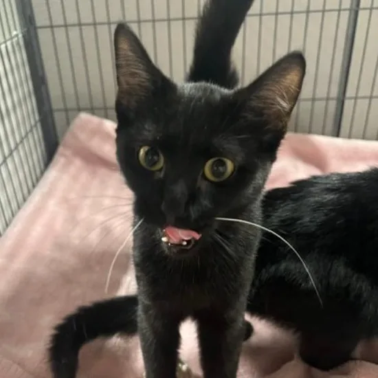 A baby medium-sized female Black Domestic Short Hair cat named Nora for adoption in Kankakee, IL