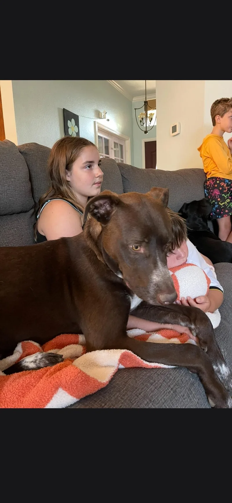 A young large-sized male German Shorthaired Pointer dog named Vinny for adoption in Plano, TX