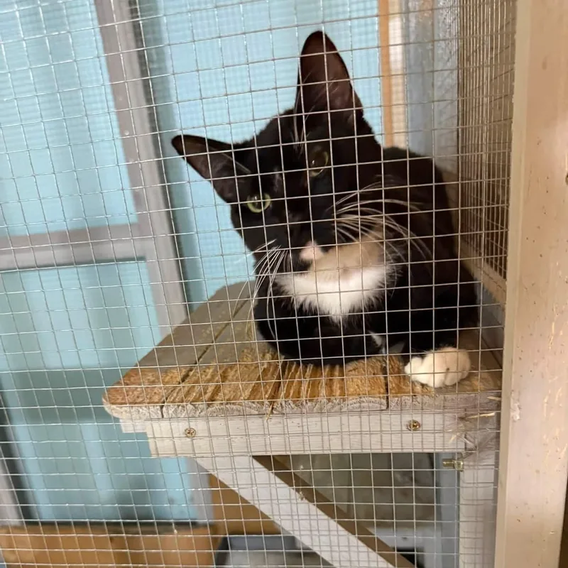 A young medium-sized male Domestic Short Hair cat named Mateo for adoption in Newark, NJ