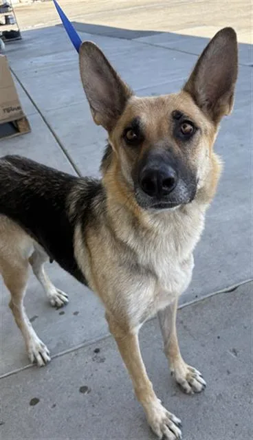 An adult large-sized female German Shepherd Dog dog named Lucy for adoption in Bakersfield, CA