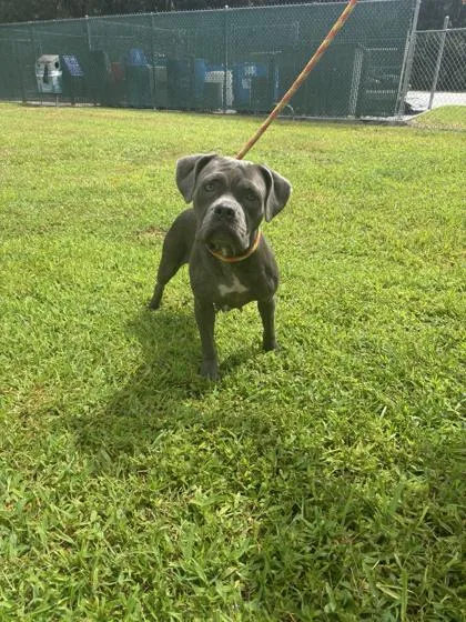An adult medium-sized female Mixed Breed dog named Velma for adoption in Vero Beach, FL