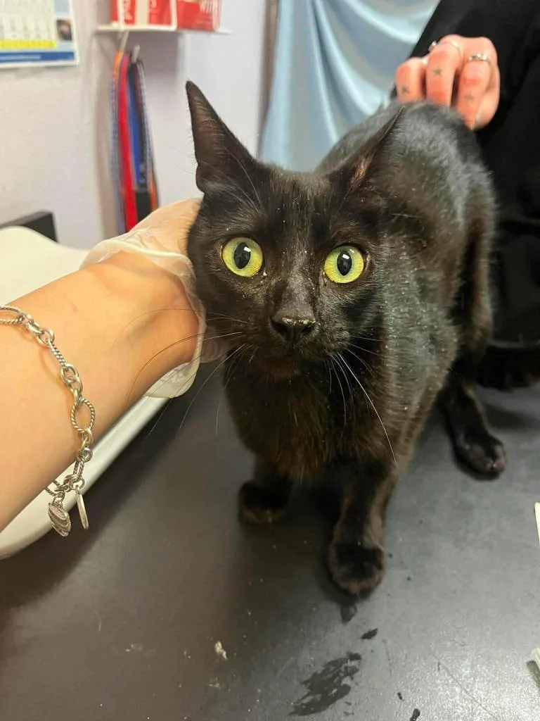A young large-sized female Domestic Short Hair cat named Fantastic Four for adoption in New Braunfels, TX