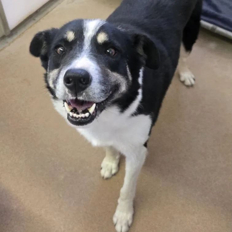 An adult large-sized male Black Border Collie dog named Trusty for adoption in Murray, UT