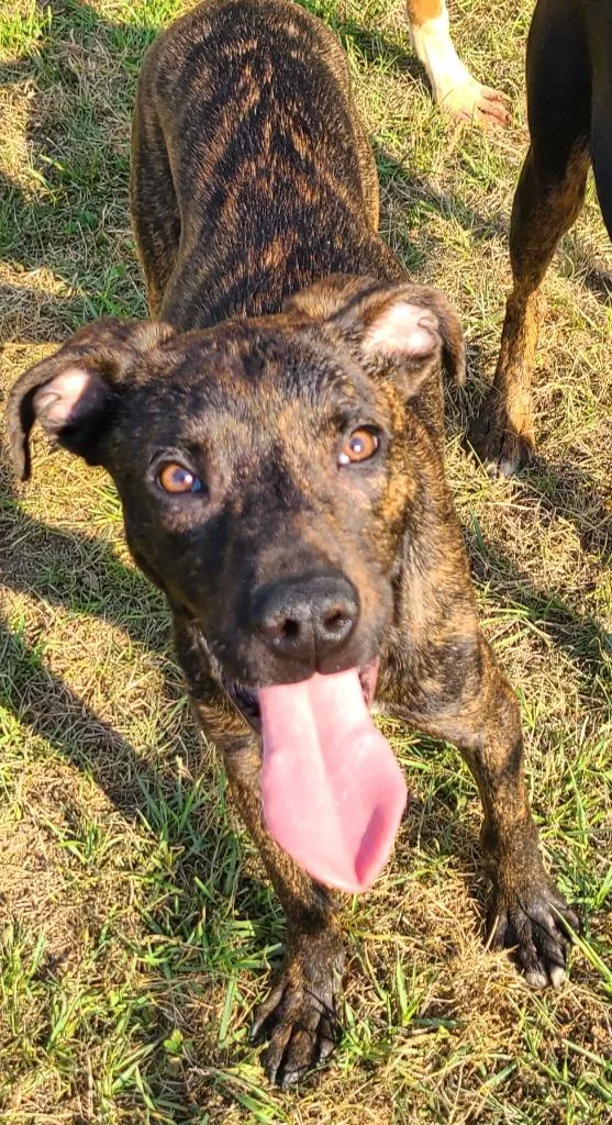 A baby medium-sized male Pit Bull Terrier dog named Spud for adoption in Swainsboro, GA