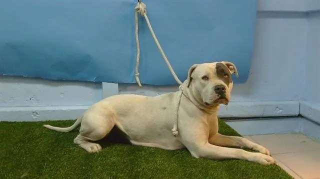 An adult medium-sized female Pit Bull Terrier dog named A for adoption in Gardena, CA