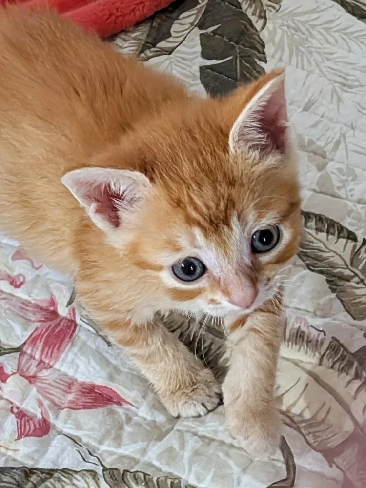 A baby medium-sized female Tabby (Orange / Red) Domestic Short Hair cat named Esperanza for adoption in Clinton Township, MI