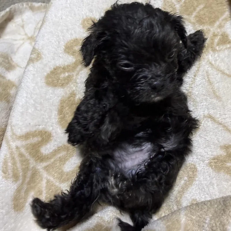 A baby small-sized male Black Jack Russell Terrier dog named Harper for adoption in West Chester, PA