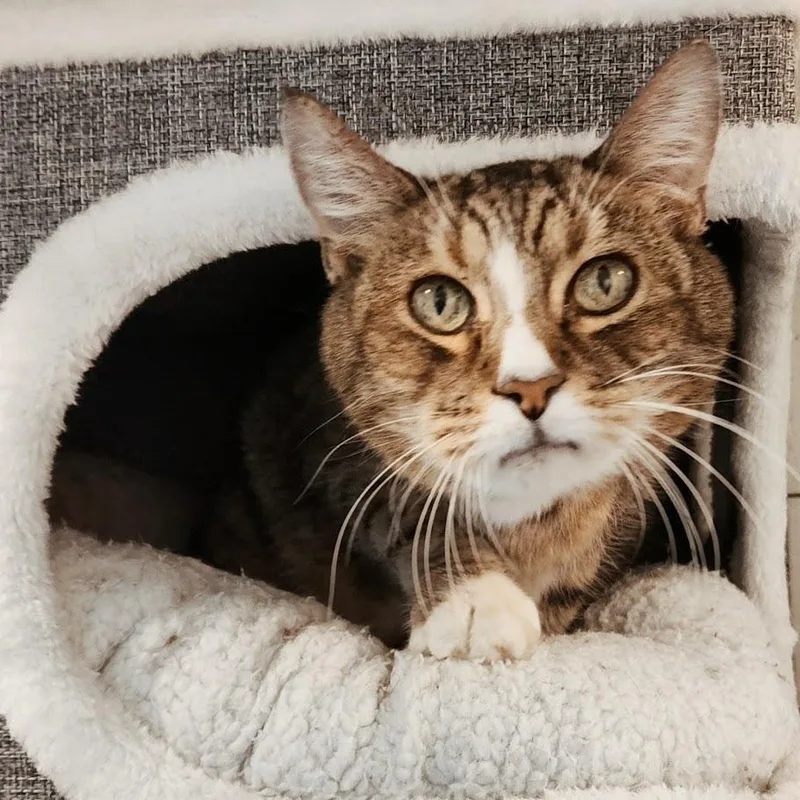 A senior medium-sized male Manx cat named Freddy for adoption in Toms Brook, VA