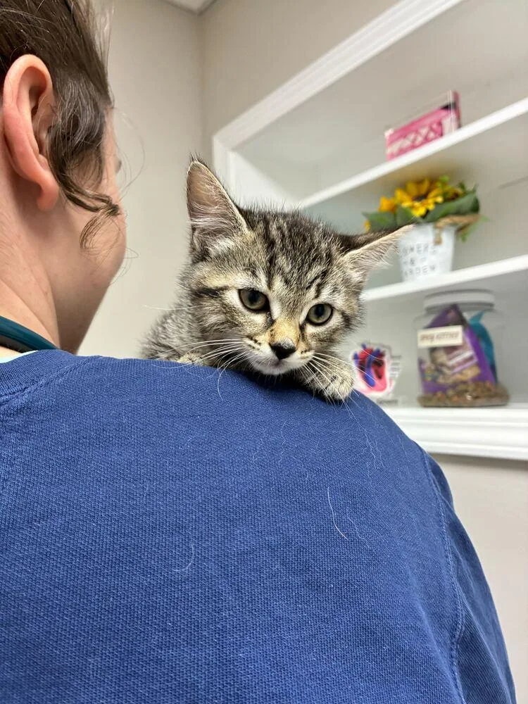 A baby small-sized female Domestic Short Hair cat named Nessa for adoption in Marietta, GA