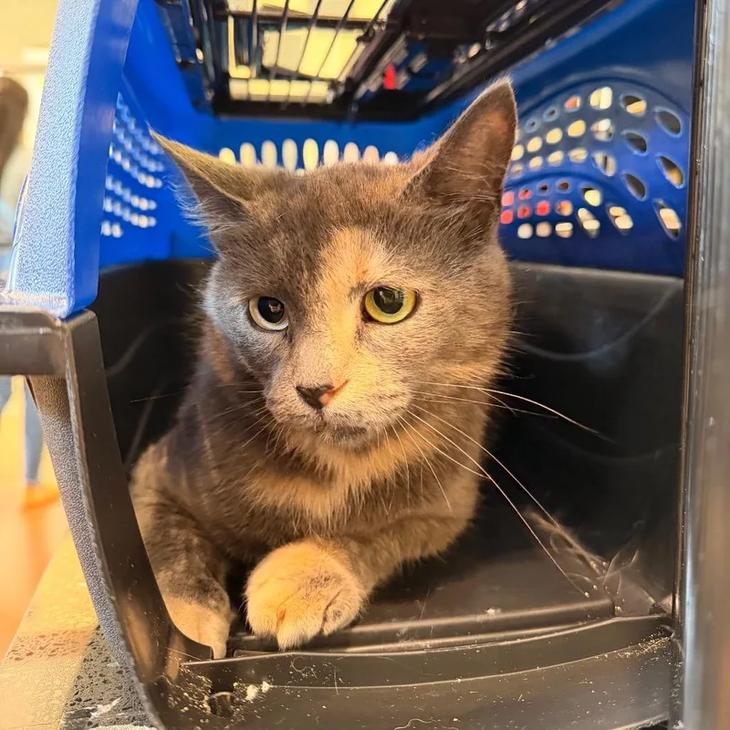 An adult medium-sized female Tortoiseshell Domestic Short Hair cat named Gloria for adoption in Lynchburg, VA